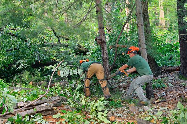 Reliable Biscoe, NC Tree Service Solutions